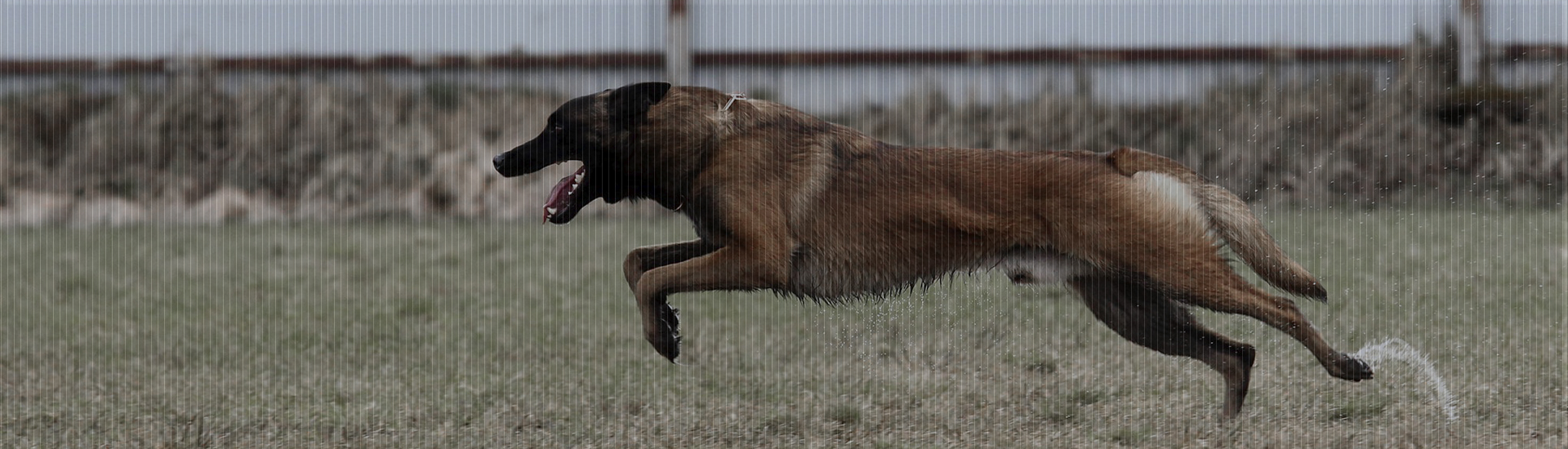 Winnerhund Kennel