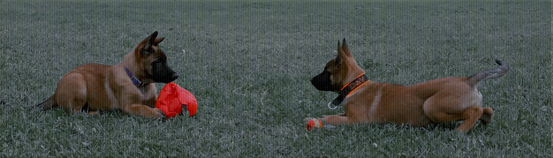 Winnerhund Kennel