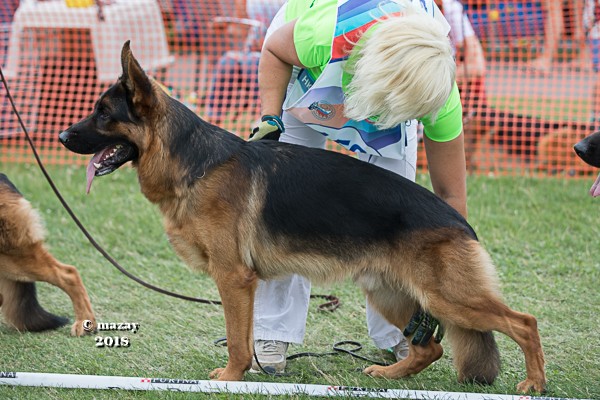 Titanium von team Panoniansee