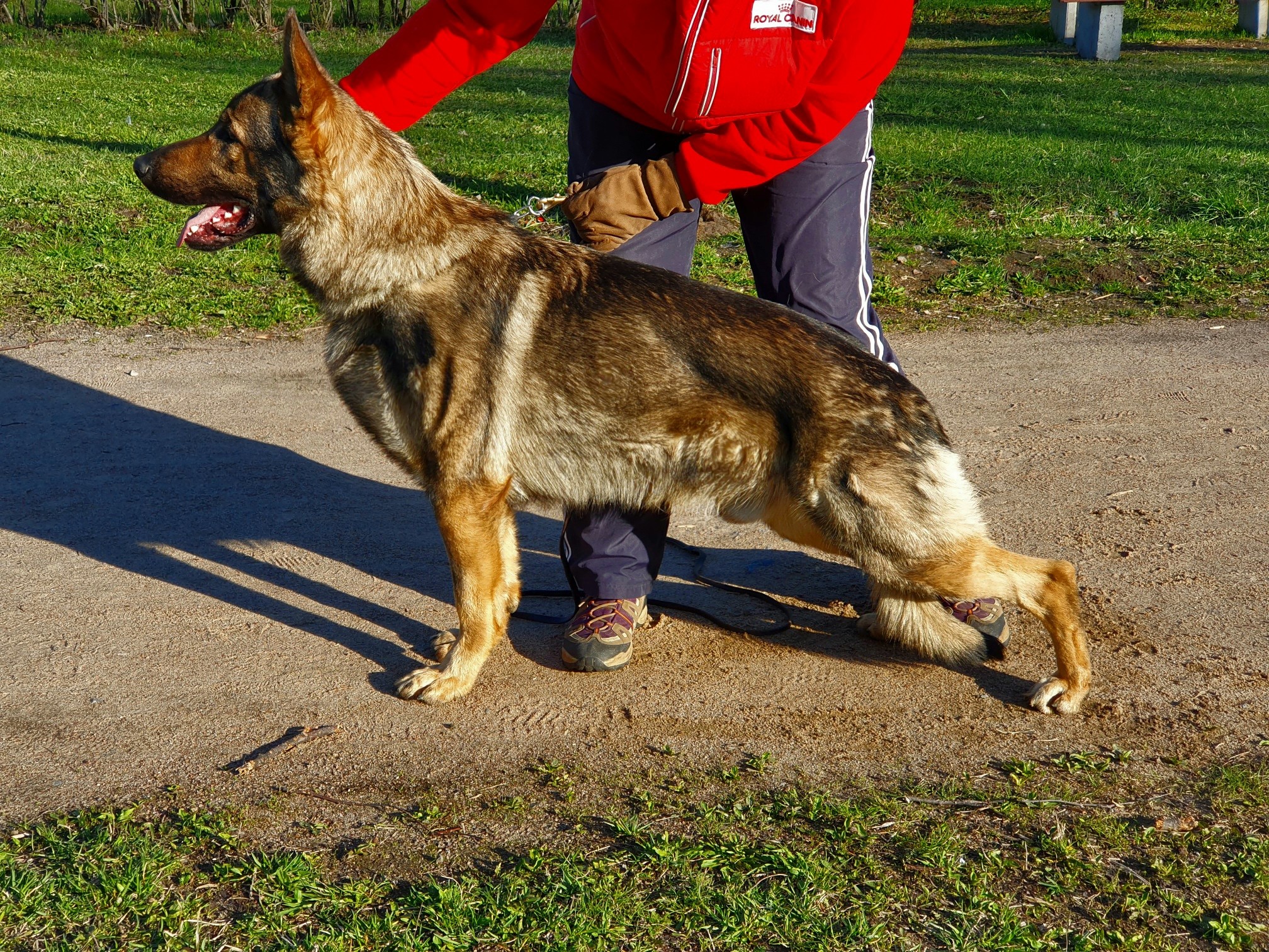 Garderus NortenWolf