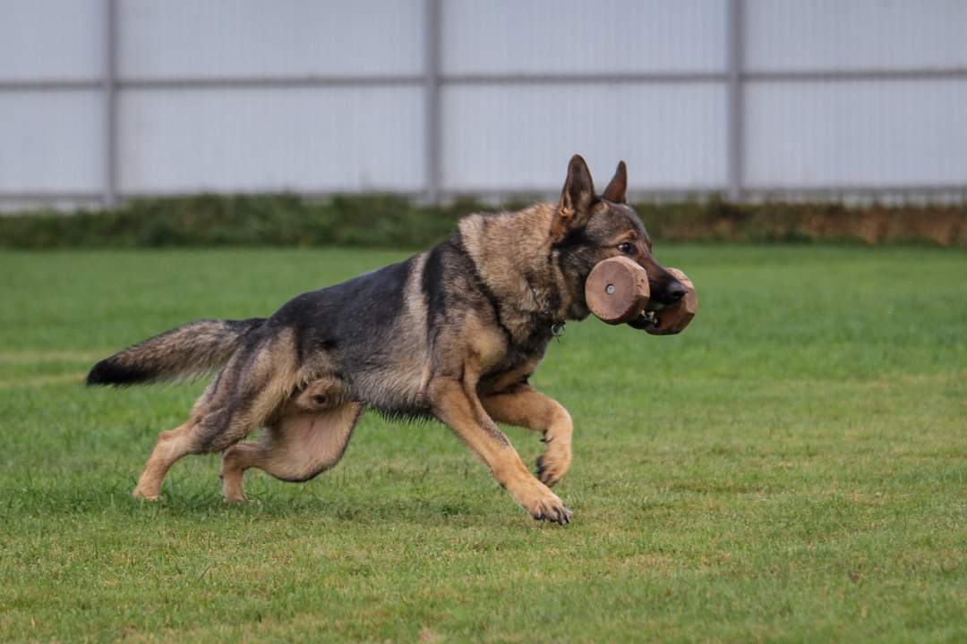 NortenWolf Garderus