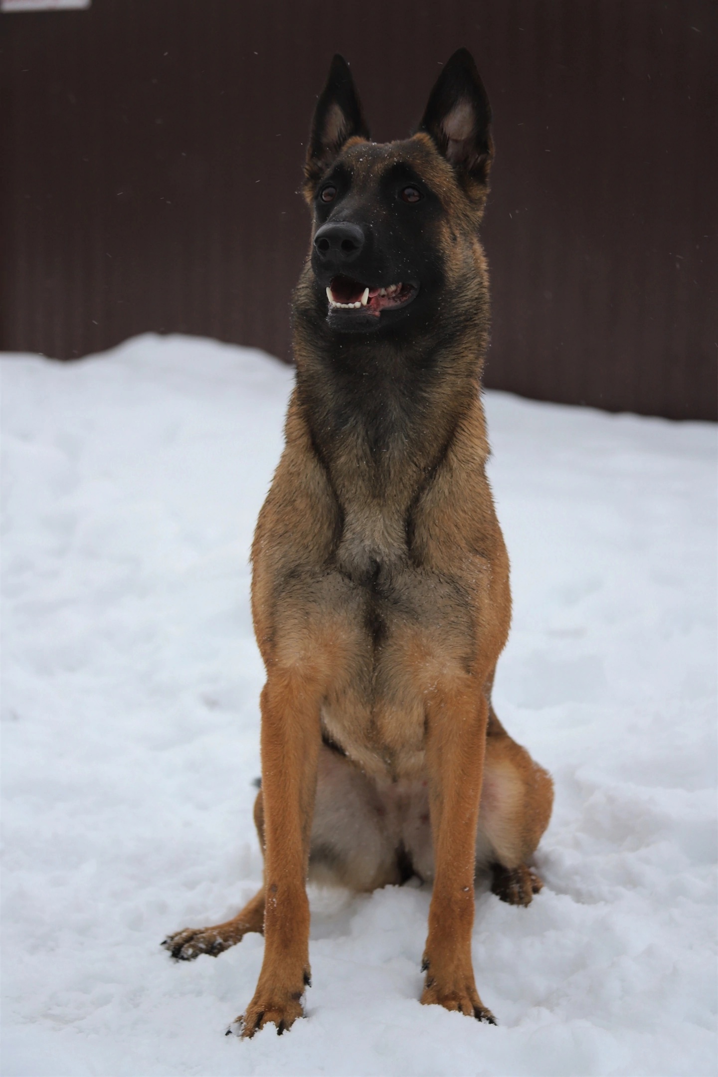WinnerHund Saiga