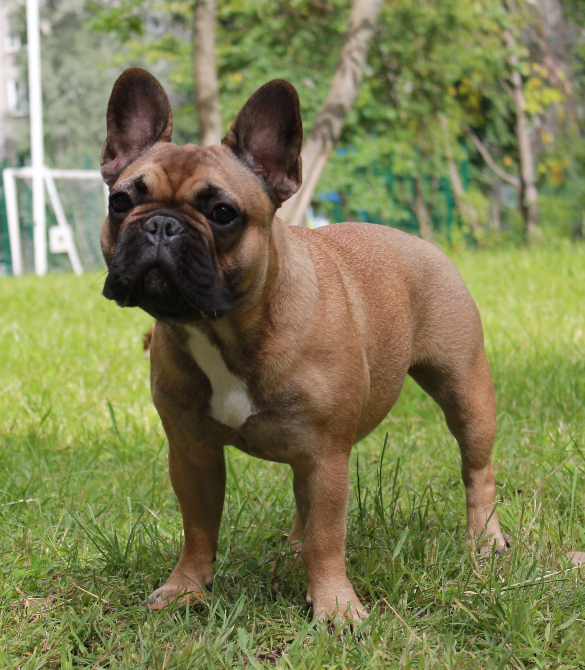 ULMIRA DLYA WINNER HUND