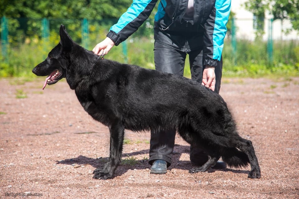Winnerhund Barselona