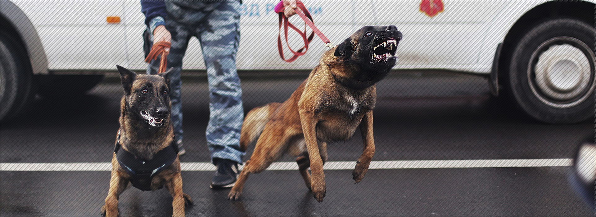 Winnerhund Kennel