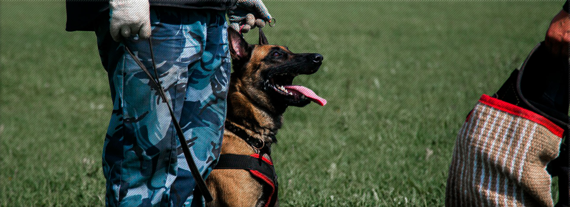 Winnerhund Kennel